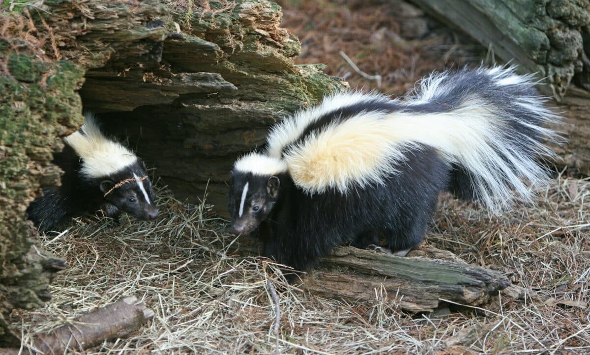 what do skunks eat