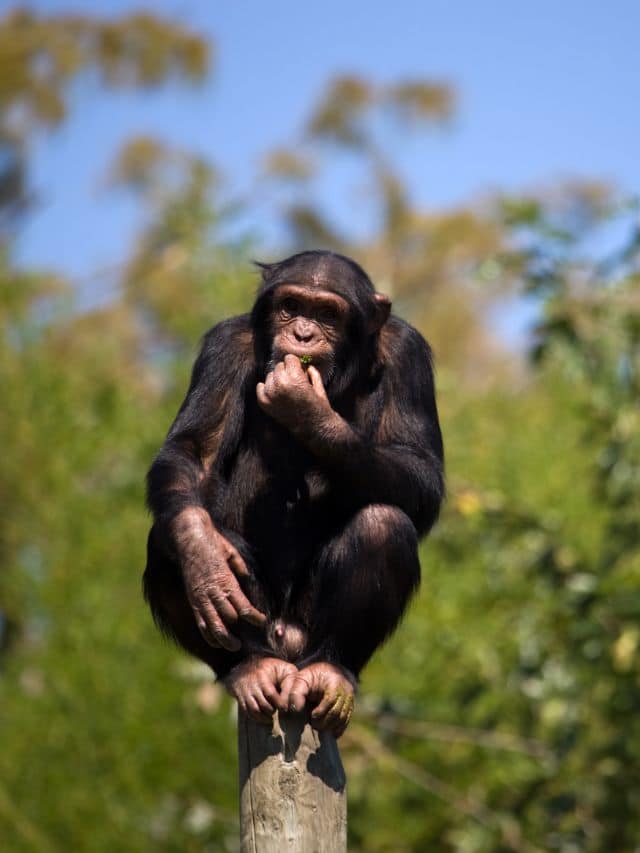 Chimpanzee smart 