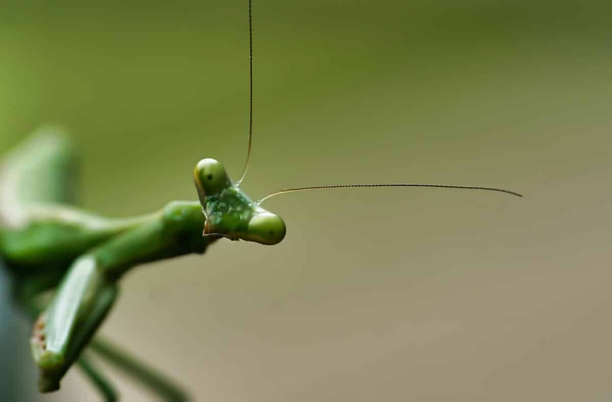 Praying Mantis