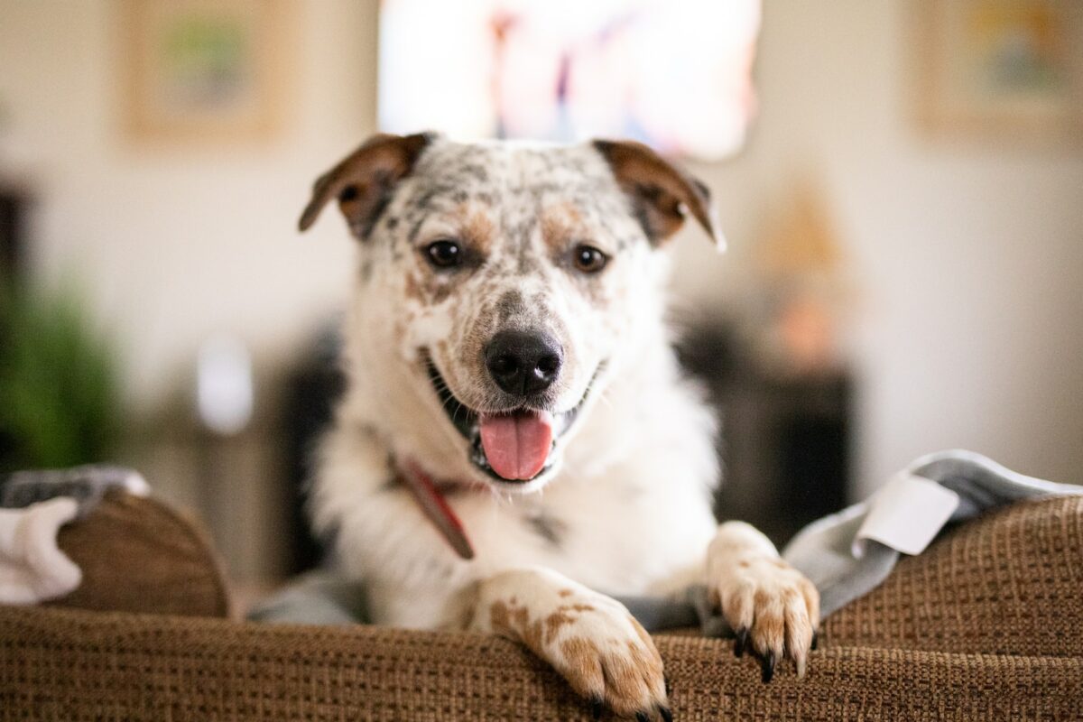texas heeler