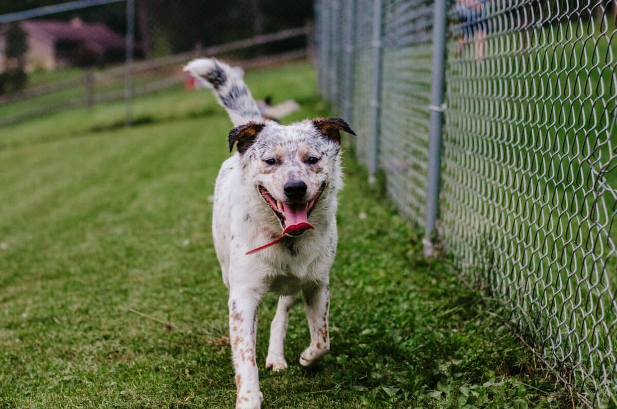 texas heeler