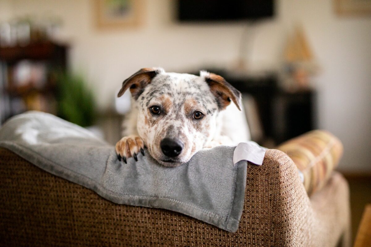 texas heeler