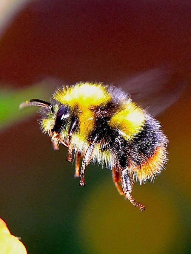 Do Bumble Bees Sting Animals Around The Globe