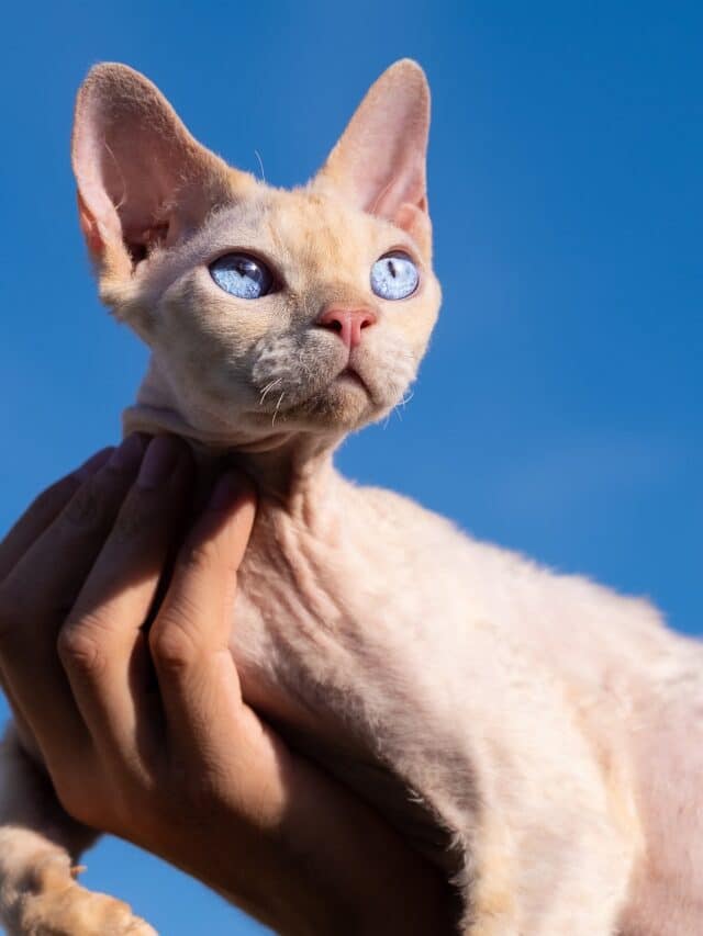 Meet the Devon Rex - Animals Around The Globe