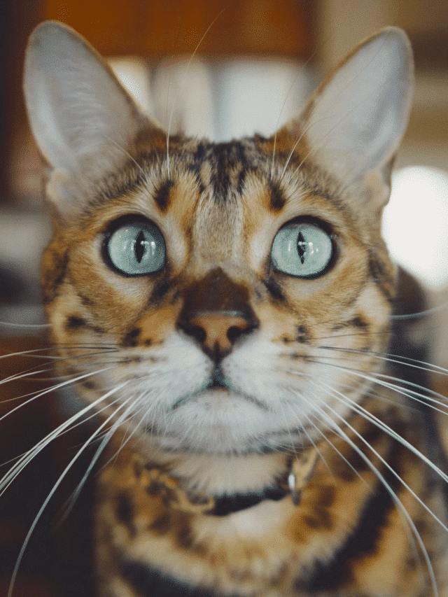Serengeti Cat - Animals Around The Globe