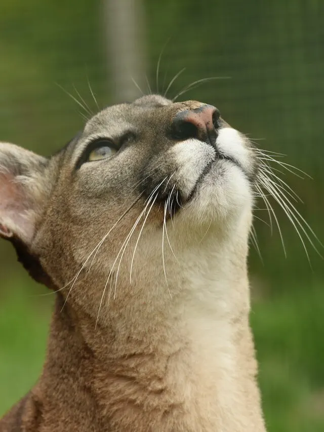 Spotting A Cougar May Be The Universe’s Way Of Telling You What You Need