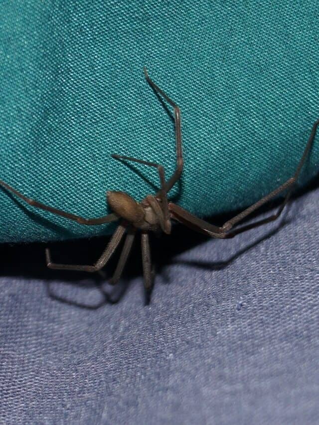 Brown Recluse Spider