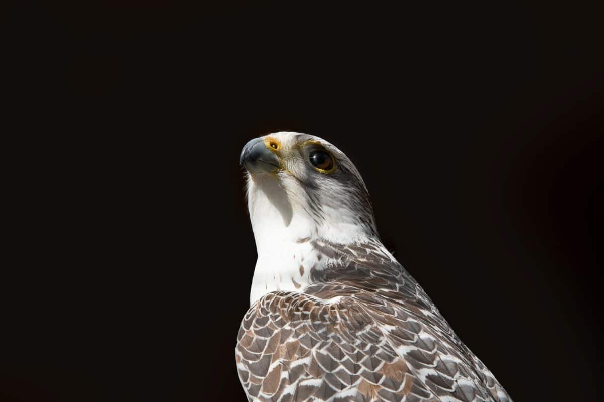 Peregrine Falcon the fastest bird in the world