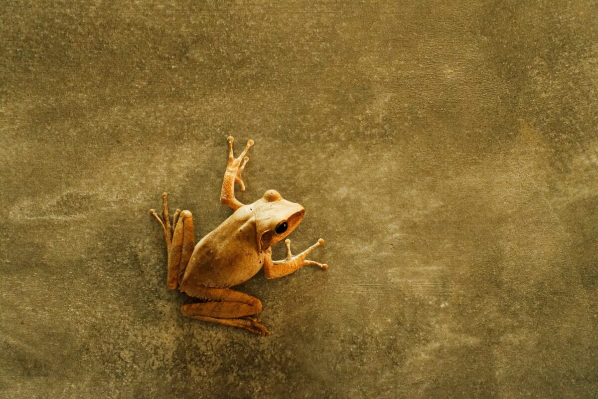 golden dart frog