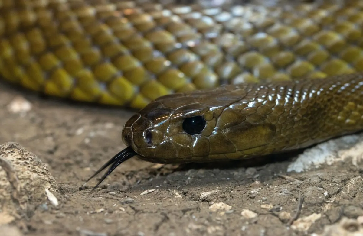 inland taipan snake