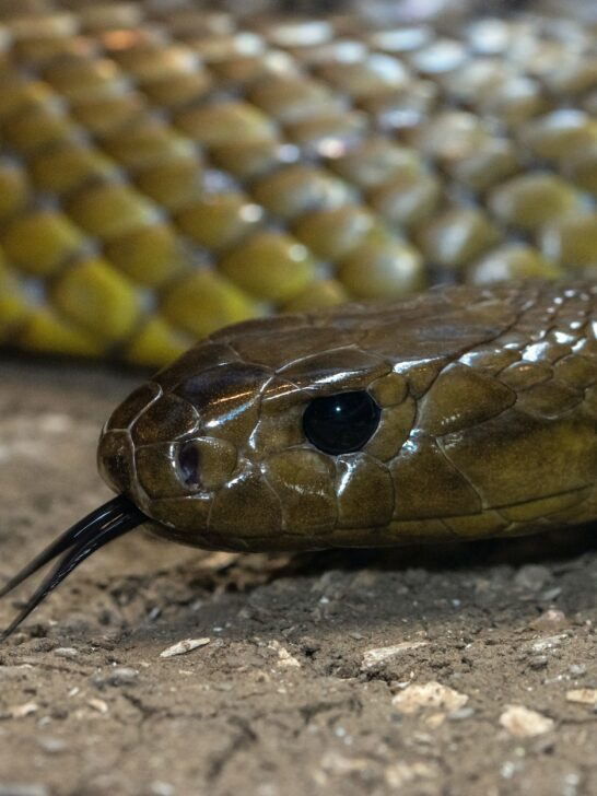 The Lethal Venom of the Inland Taipan Snake