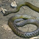 Meet the Most Venomous Snake in the World