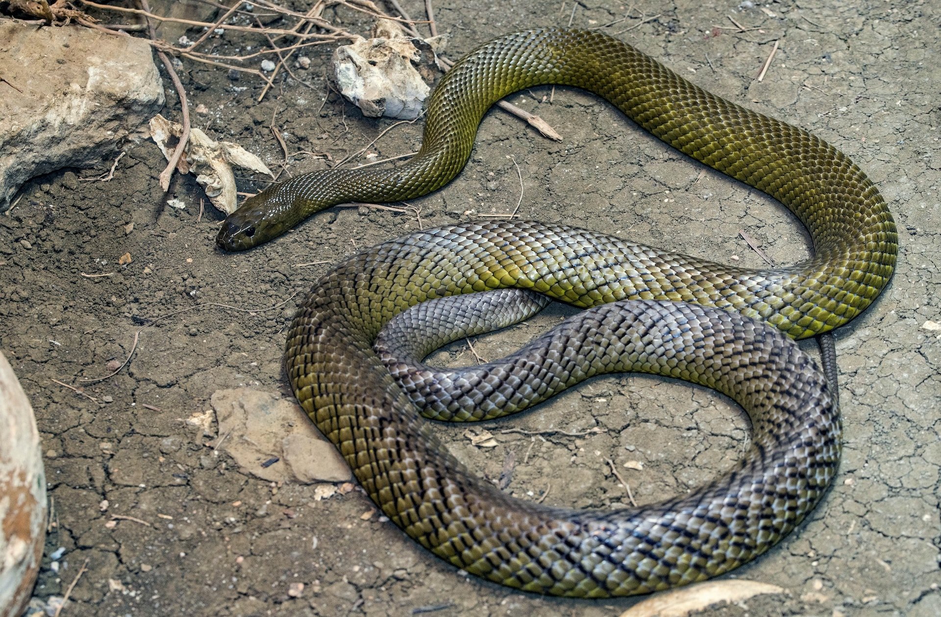 inland taipan