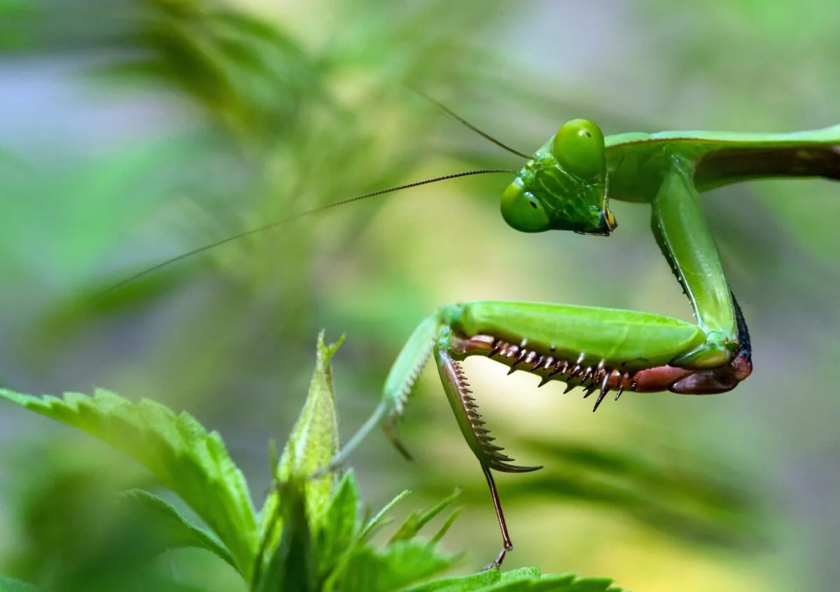 Do Praying Mantis Bite