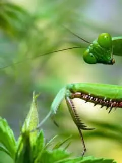 Do Praying Mantis Bite