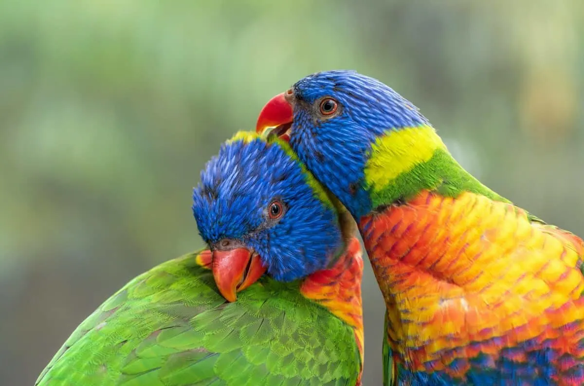 the most colorful bird in the world