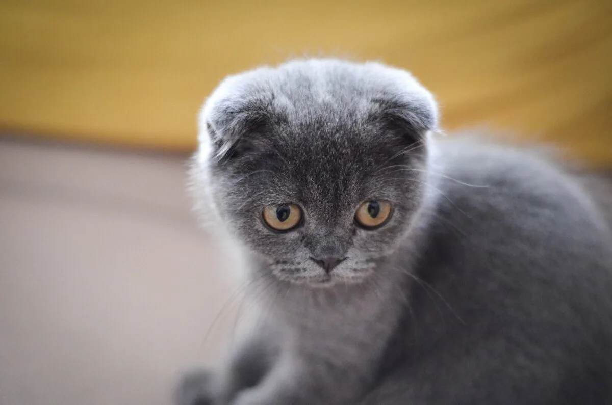 scottish fold