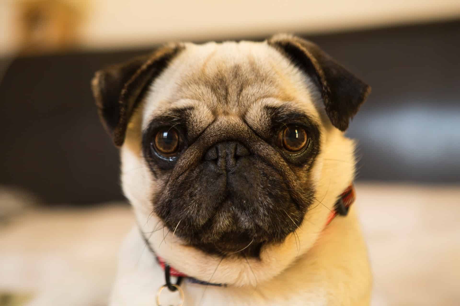 traditional pug