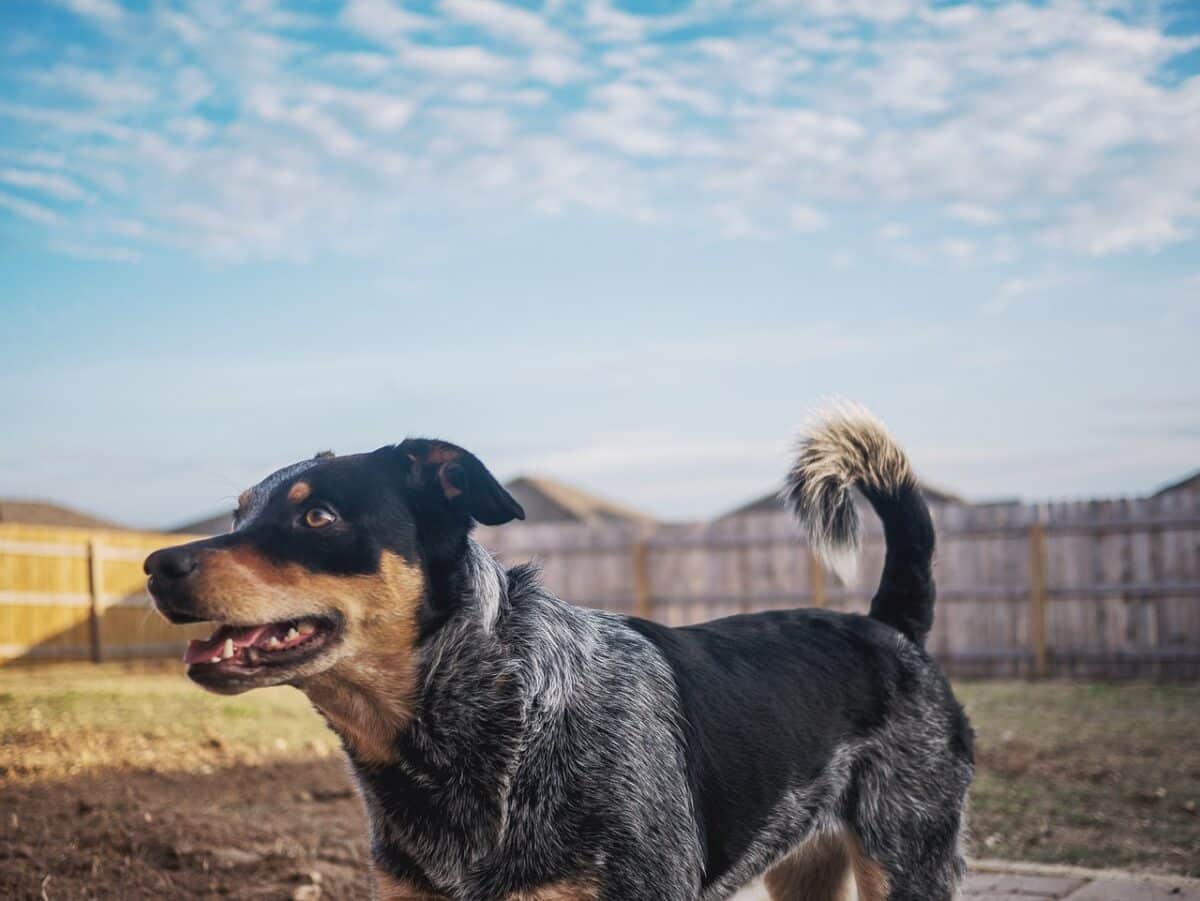 texas heeler