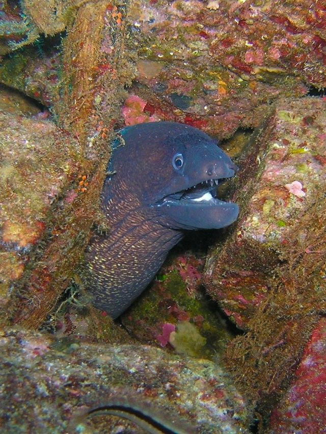 Animals That Start With E - Animals Around The Globe