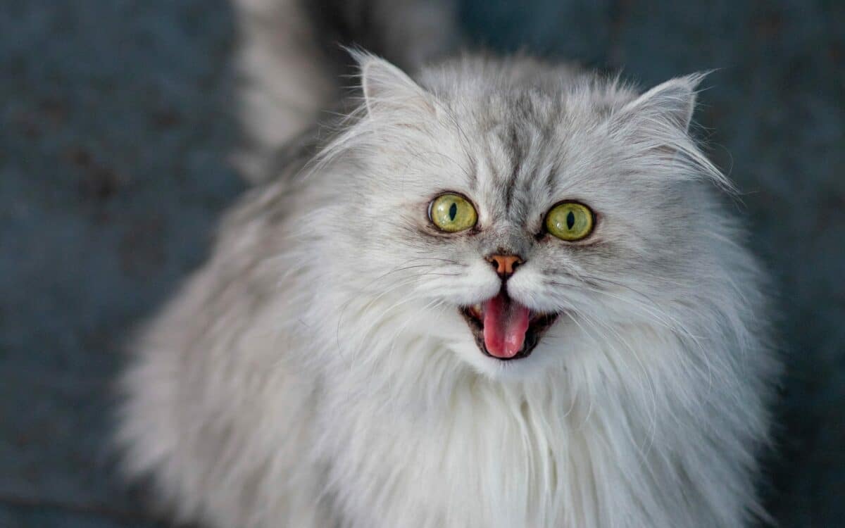 Persian Cat