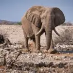 Elephant Vs. Rhino: A Safari Show-Down