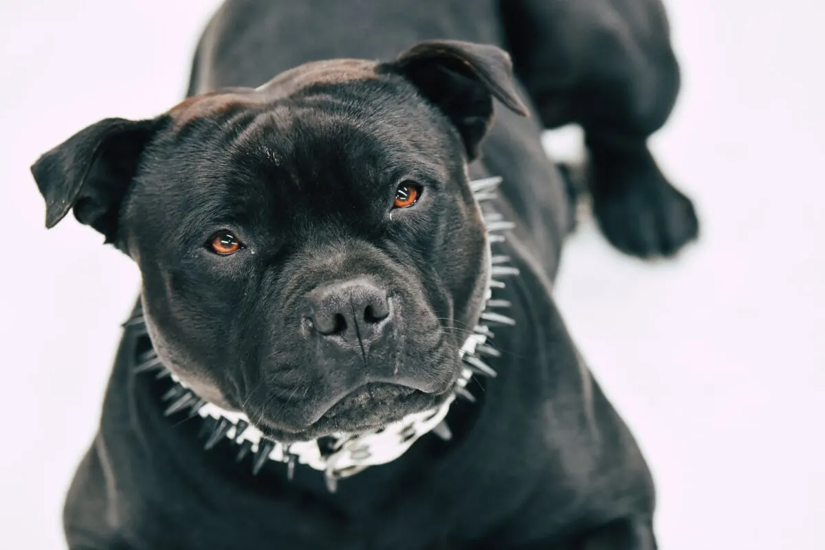 Eight the Most Dangerous Dog Breeds