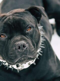 Eight the Most Dangerous Dog Breeds