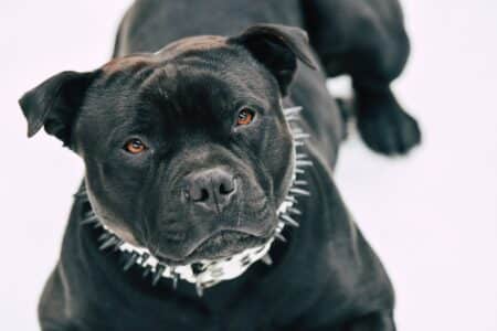 8 Most Dangerous Dog Breeds&nbsp;