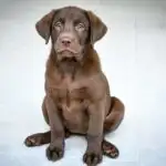 Labrador Retriever vs. Rottweiler