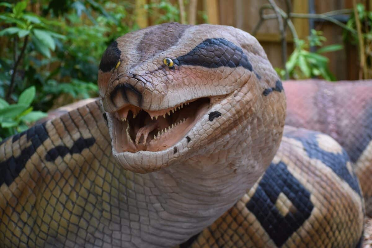 massive anaconda snake