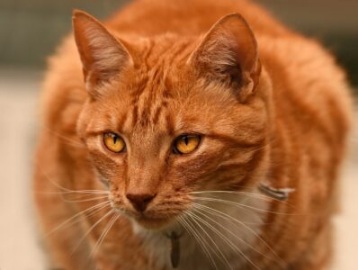 Somali Cats