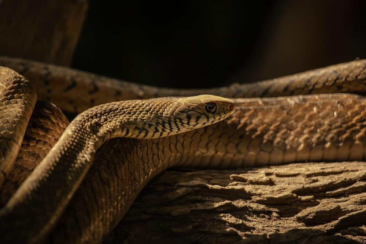 texas rat snake