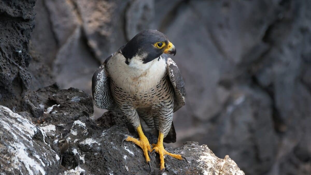 Peregrine Falcon