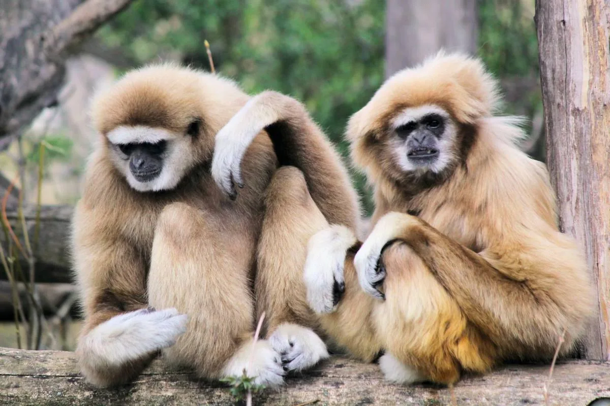 Derbevilletest Frank Verkeerd Discover Everything About Gibbons - Animals Around The Globe