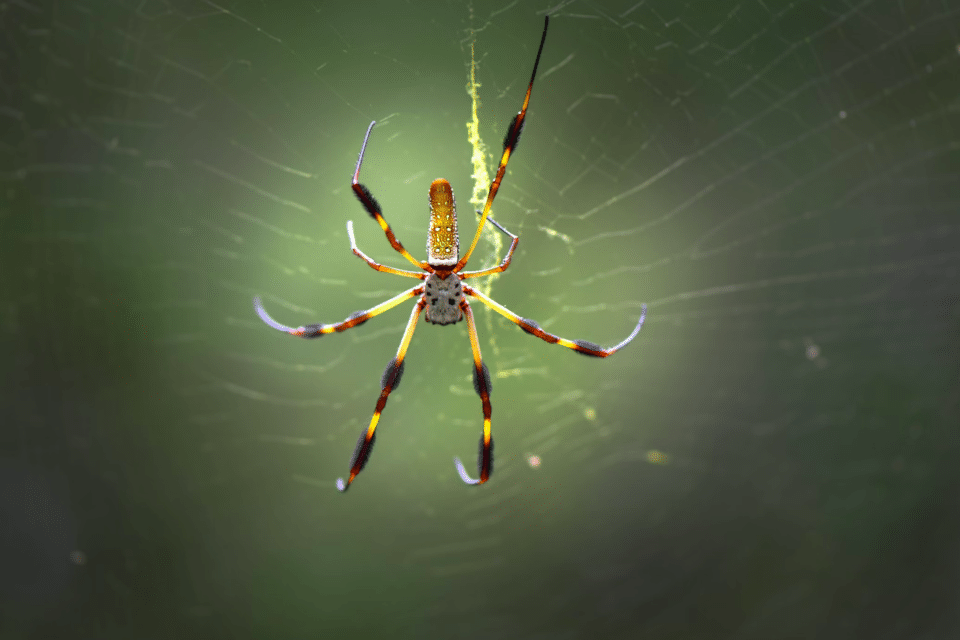 Spiders - Animals Around The Globe