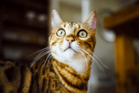 10 Cat Breeds That Are Basically Miniature Leopards