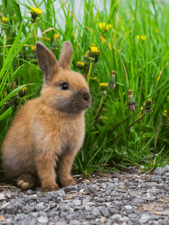 Baby Rabbits