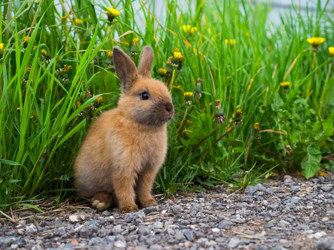 baby rabbit