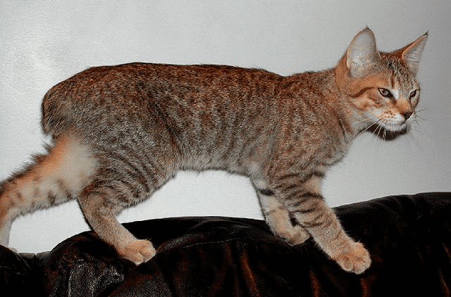 Pixiebob Cat