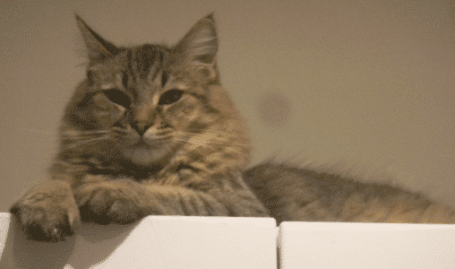 9 Facts on Pixiebob Cat