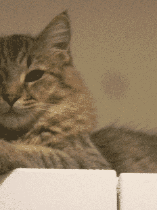 9 Facts on Pixiebob Cat