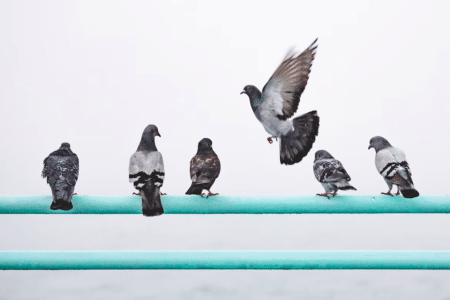 Baby Pigeons