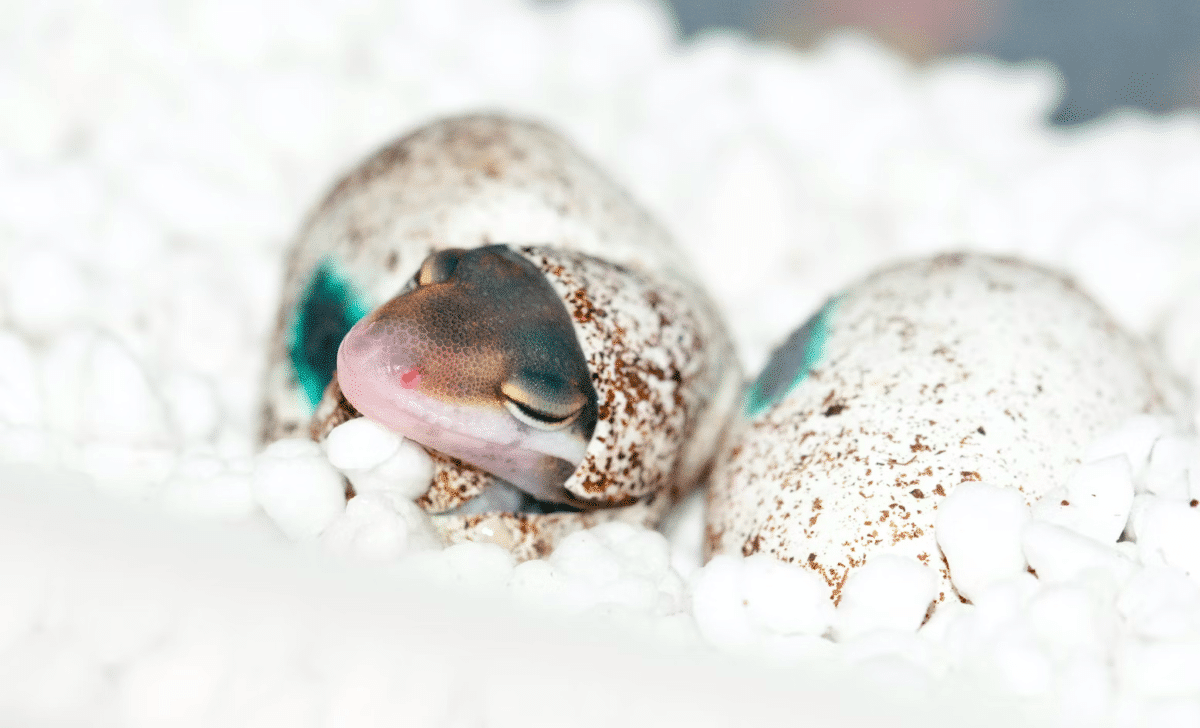 lizard eggs hatching