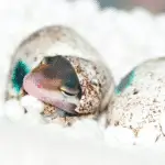 Lizard Eggs