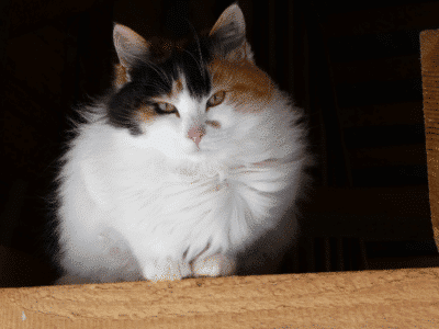 13 Cats That Actually Like Water