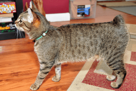 Cymric Cat