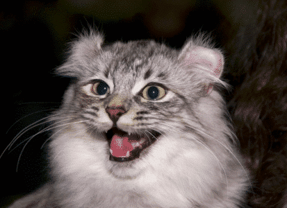 American Curl