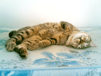 American Bobtail