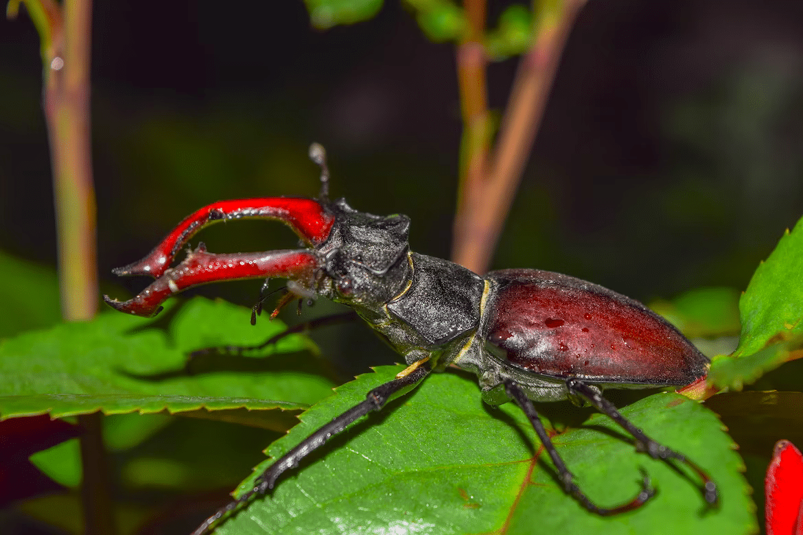 stag beetle - Most aggressive insect in the world